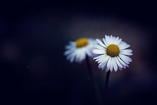 two white daisies, flowers, white flowers, depth of field, daisies