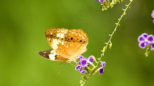 closed-up photo of brown butterfly on purple flower