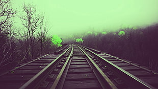railroad through withered trees, railway, trees, nature HD wallpaper