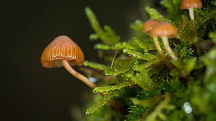 brown mushroom, macro, mushroom, nature HD wallpaper