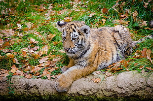 orange tiger, Siberian tiger, Cub, Predator HD wallpaper