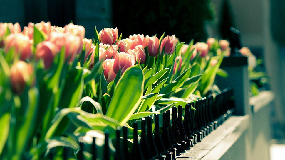 bed of red tulips, tulips, flowers, fence, depth of field HD wallpaper