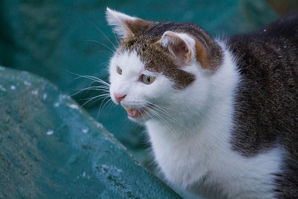 brown tabby cat HD wallpaper