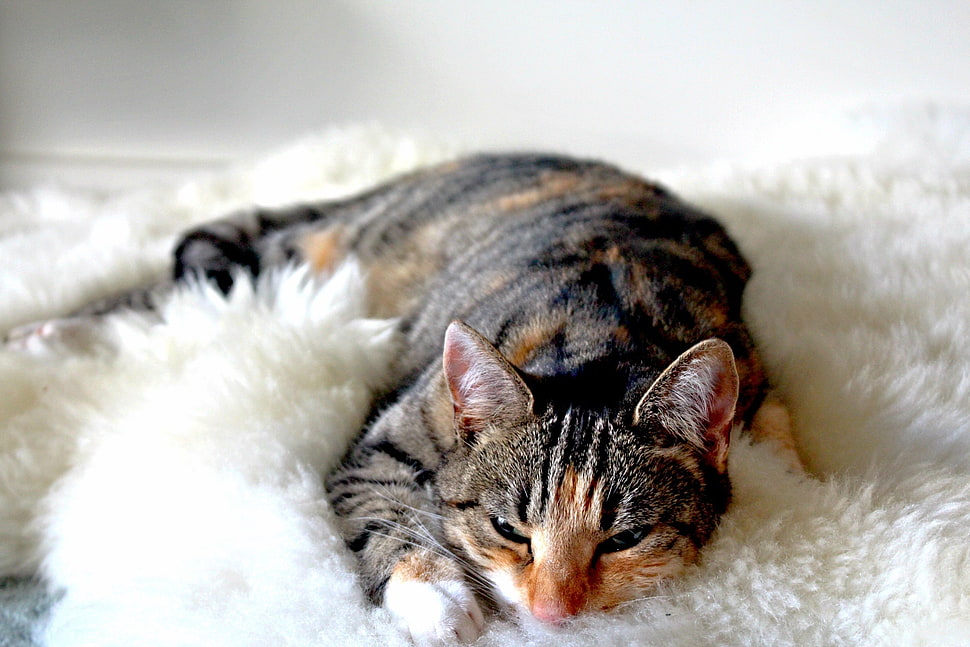 gray and orange Calico cat HD wallpaper