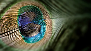 green and blue peacock feather, peacocks, feathers, pattern HD wallpaper