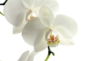macro shot of white orchid