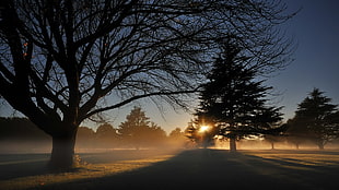 sun glare behind tree during golden hour HD wallpaper