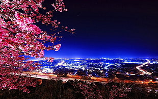 cherry blossom tree, landscape, cherry blossom, Japan HD wallpaper