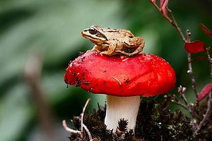 brown frog on red and white mushroom