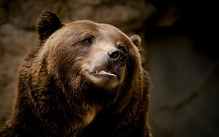 adulty grizzly bear, animals, bears