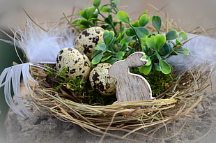 photo of unhatched three quail eggs on beige birds nest with green plant