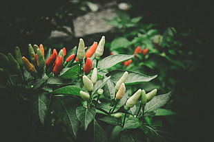 red and green chilies HD wallpaper