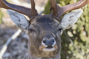 brown Deer