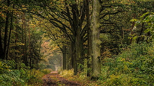 green leafed tree, forest