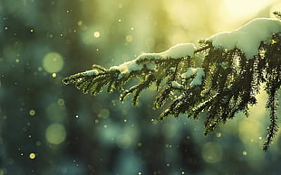 tilt shift lens photography of green tree covered with snow