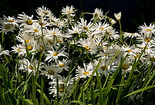 photo of bunch of white daisy flowers