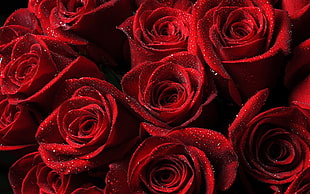 red roses, flowers