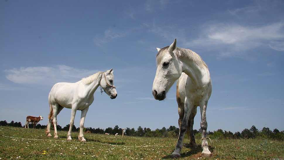 two white horses on grass field during daytime HD wallpaper