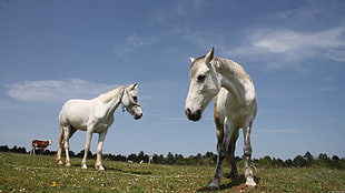 two white horses on grass field during daytime