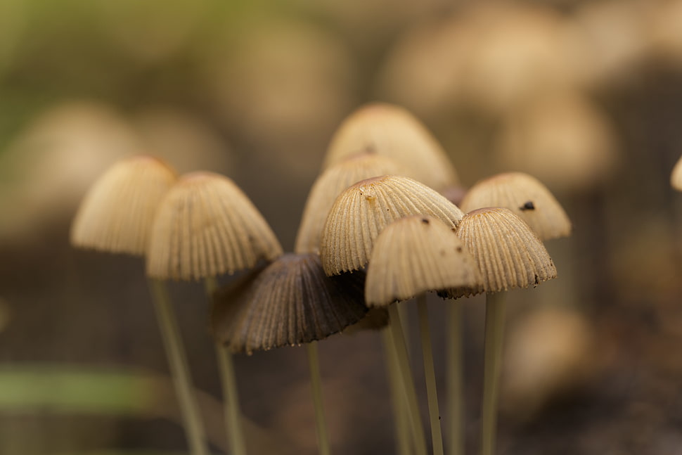 selective focus photography of mushrooms, tiny HD wallpaper