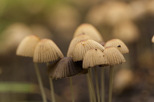 selective focus photography of mushrooms, tiny