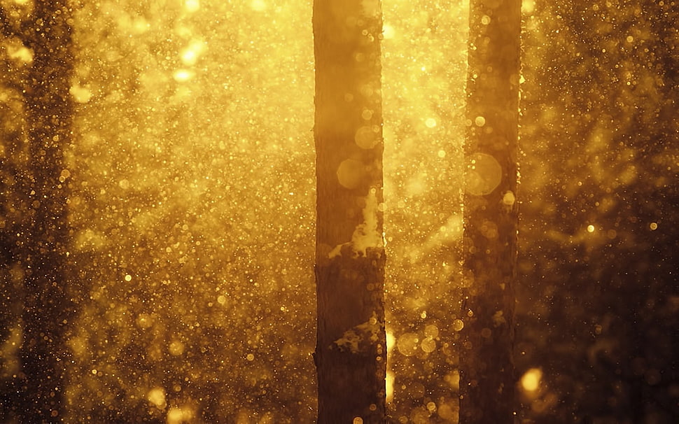 nature, sunlight, forest, trees HD wallpaper