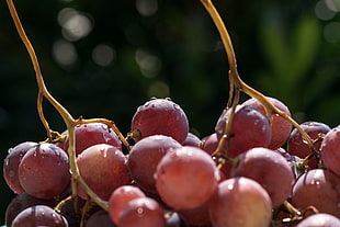 close-up photo of grape fruits HD wallpaper