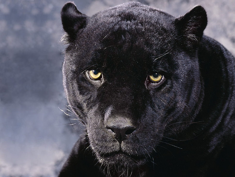 black panther HD wallpaper