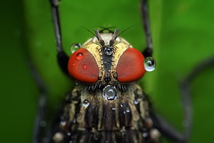 macro photography of common housefly