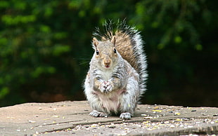 brown and white squirrel on brown surface