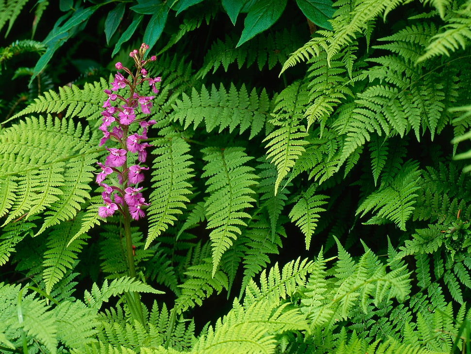 green ferns HD wallpaper