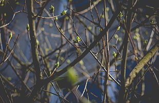 green tree, spring, Latvia, Riga, nature HD wallpaper