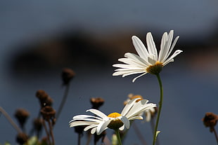 selective focus photography of two white daisies