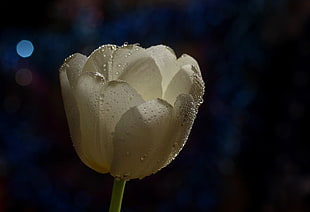 white Tulip flower with dewdrops