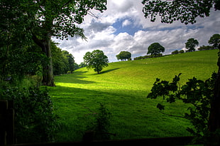 photo of green open field with trees at day