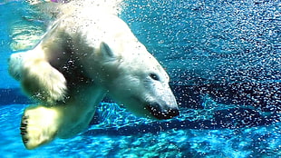 white polar bear on body of water
