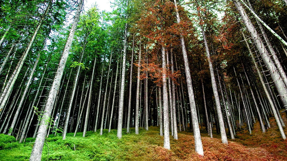 green and brown trees photo, forest, trees HD wallpaper