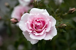 pink Rose flower close-up photo during daytime
