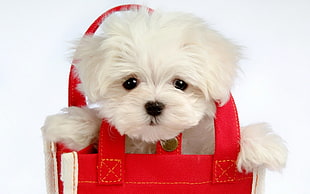 white Maltese puppy inside the red tote bag
