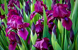 closeup photography of purple flowers