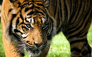 closeup photo of Tiger HD wallpaper