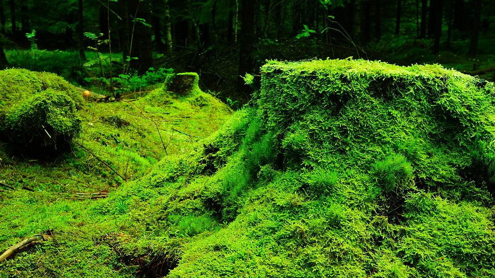 green moss, nature, moss, plants, forest HD wallpaper