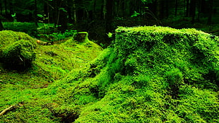 green moss, nature, moss, plants, forest