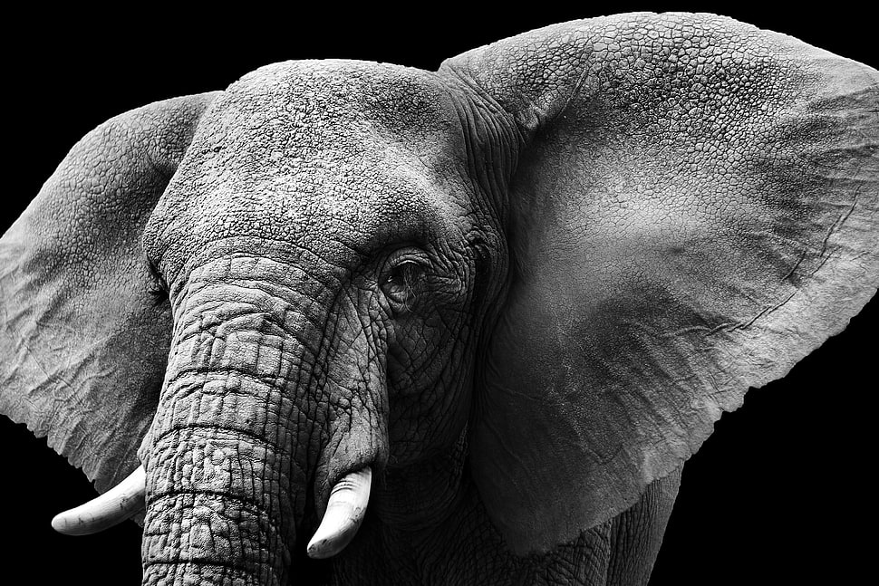 grayscale photography of elephant HD wallpaper