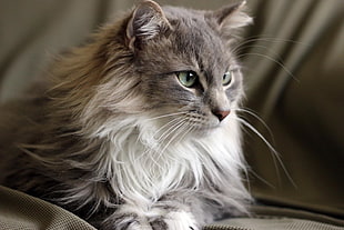 macro photography of silver tabby cat, leo