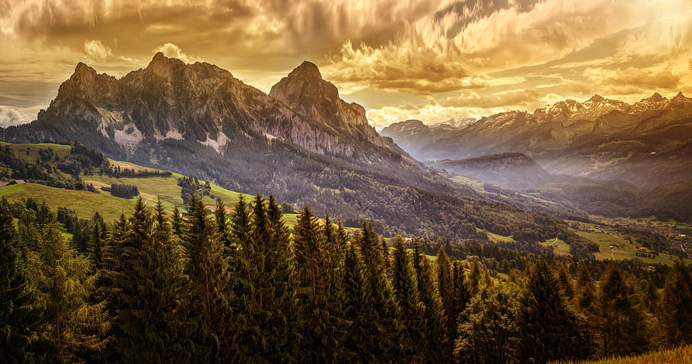 pine trees near mountain illustration, oak trees, forest, landscape HD wallpaper