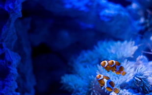 three clown fishes, fish, clownfish, sea anemones, underwater HD wallpaper