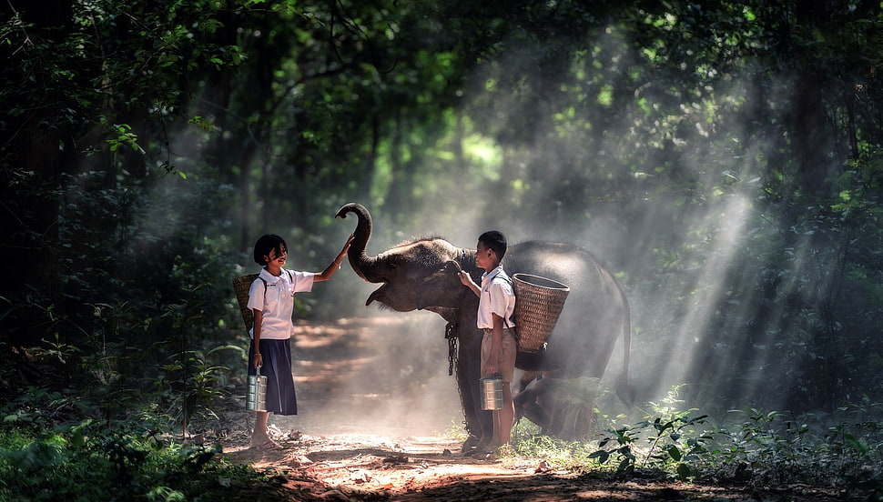 two girl and boy holding baby elephant on dirty pathway HD wallpaper