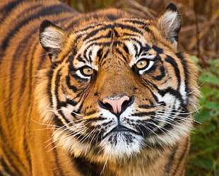 close up photo of orange and black Tiger