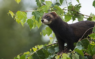 black meerkat on top of tree during daytime